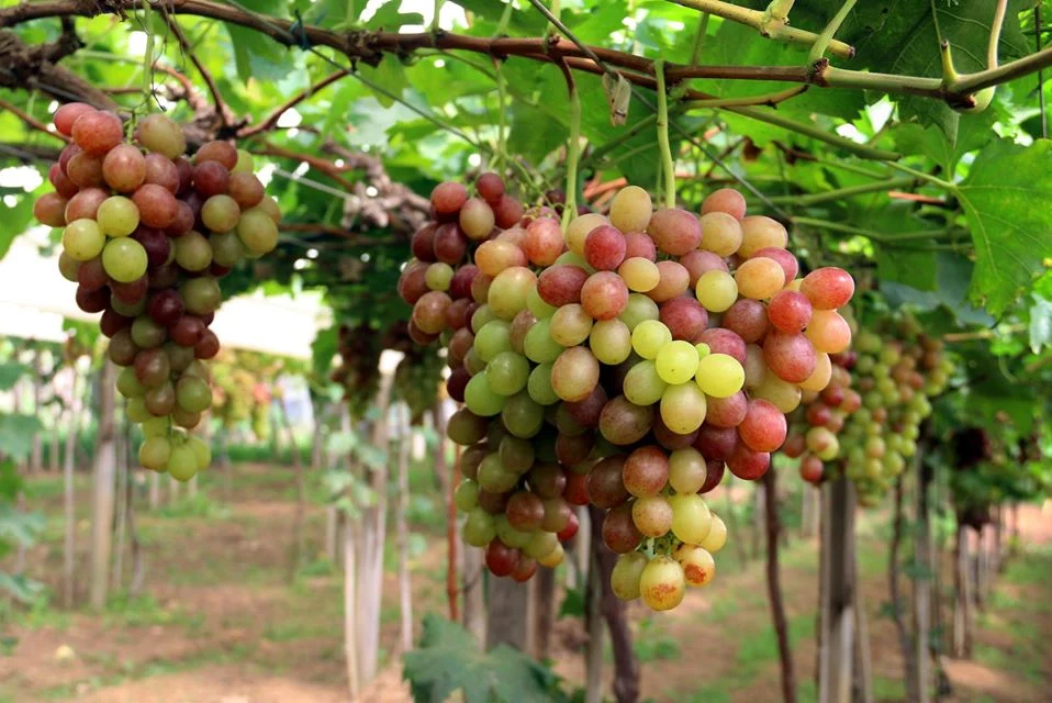 Além das uvas para vinho, há outras tipos que também são plantados na região